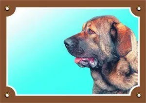 Farbschild Achtung Hund, Spanischer Mastiff